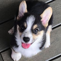 Pembroke Welsh Corgi Puppies from Heaven Scent