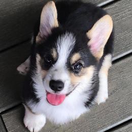 Pembroke Welsh Corgi Puppies from Heaven Scent