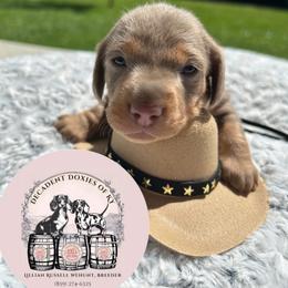 Maybelle - Fawn (isabella) and tan female Dachshund puppy in Mt. Sterling, Kentucky from Decadent Doxies of KY