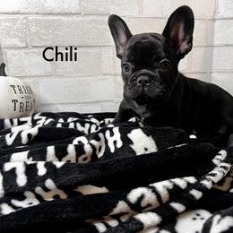 Boy 4 - Black and white French Bulldog puppy in Arizona from Frenchiepuphub