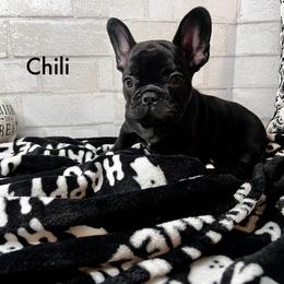 Boy 4 - Black and white French Bulldog puppy in Arizona from Frenchiepuphub