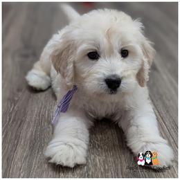 VIOLET - F1 English Goldendoodle - - Cream female Goldendoodle puppy in Jeddo, Michigan from Apple Creek Doodles