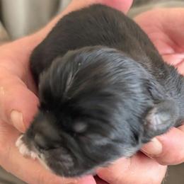 Harry - Black male Lhasa Apso puppy in Fort Worth, Texas from Cynthia's Lhasa Apsos