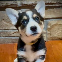YELLOW - Black and tan female Pembroke Welsh Corgi puppy in Guilford, Indiana from Manning Family Farm