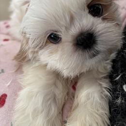 Shih Tzu Puppies from Love4Shihtzu