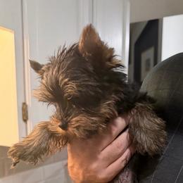 Wally - Black and gold male Yorkshire Terrier puppy in Lake Mary, Florida from Cannon Yorkies