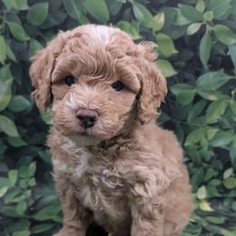 Mr Brown (Barkley) - Cream male Goldendoodle puppy in Lebanon, Pennsylvania from Robertson's Retrievers and Doodles