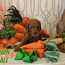 Green - Red  male Goldendoodle puppy in Haughton, Louisiana from Bailey’s Cajun Canines