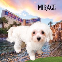 Mirage - Maltese