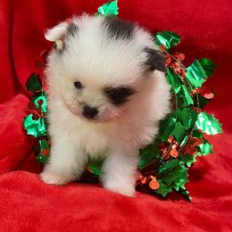 Pomeranian Puppies from Harmony Pomeranians