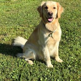 Gracie - Golden Retriever