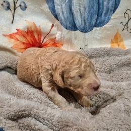 Pumpkin - Fawn and white male Sheepadoodle puppy in Austin, Texas from Darling Doodles