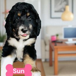 Sun bear - Tri-color female Bernedoodle puppy in Beecher, Illinois from Erica’s Doodles