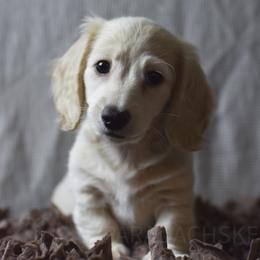 Ivy - Cream female Dachshund puppy in Visalia, California from Paradachs Kennels