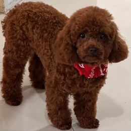 Lady - Poodle