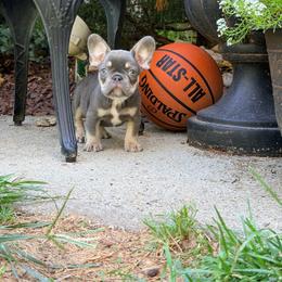 Storm - Tricolors male French Bulldog puppy in Millstone Township, New Jersey from Couture_frenchies_and_pomeranian