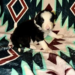 Girl 3 - Black and white female Border Collie puppy in Milton, Pennsylvania from C&C Border Collies