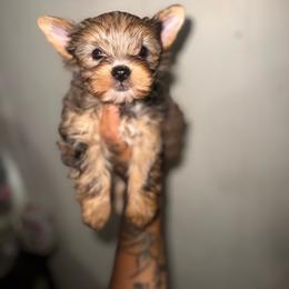 Febi - Sable female Yorkshire Terrier puppy in Navarre, Florida from KAYY services