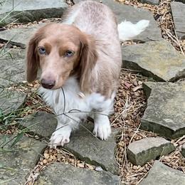 Weenie - Dapple female Dachshund puppy in Bon Air, Tennessee from Clemons Mini Dachshunds of Tennessee