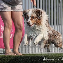 Australian Shepherd All Grown Up from Petrichor Australian Shepherds