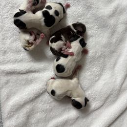 Pascal - Parti male Yorkshire Terrier puppy in Labelle, Florida from Chocolate and Parti Yorkies in Florida