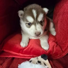 Winter - Red and white female Siberian Husky puppy in Kansas City, Missouri from Anuun's Huskies