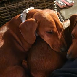 Dachshunds from Knobster's AKC Miniature Dachshund Puppies