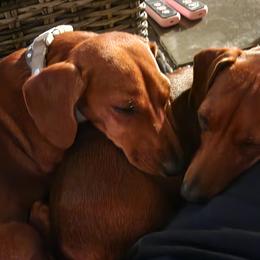 Dachshunds from Knobster's AKC Miniature Dachshund Puppies