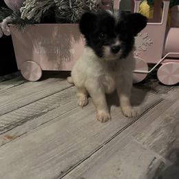 Blair - White and black female Papillon puppy in Diana, Texas from The Barking Cow Farms