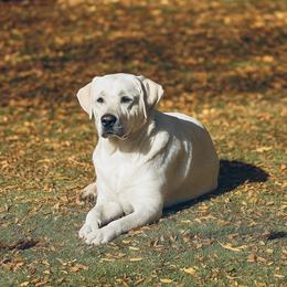 Millee - Labrador Retriever