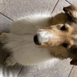 Collie Puppies from Heritage Salt Lake Kennels
