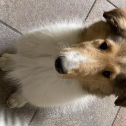 Collie Puppies from Heritage Salt Lake Kennels