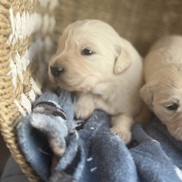 LeMans - Light golden male Golden Retriever puppy in Watkins, Colorado from Brightside Goldens