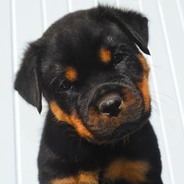 Mr Blue - Black and mahogany male Rottweiler puppy in Ethel, Washington from Titanenheim Rottweilers