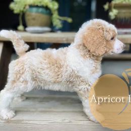 Goldendoodle and Poodle All Grown Up from Apricot Poodles & Goldendoodles