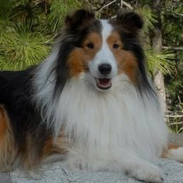 Shetland Sheepdogs from LonePeak Shelties
