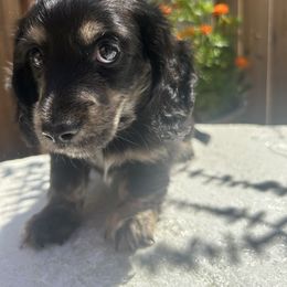 Dachshund Puppies from Long Blonde Doxies