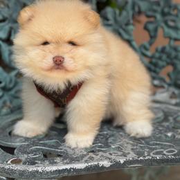 Teddy - Cream male Pomeranian puppy in Stockton, California from lunas_poms