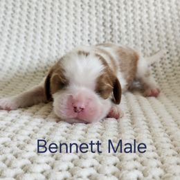 Bennett - Blenheim male Cavalier King Charles Spaniel puppy in Traverse City, Michigan from Crozapulco Cavaliers AKC