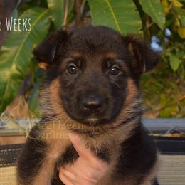 Mint Collar - Black and red male German Shepherd puppy in Orlando, Florida from AceHaven Canines