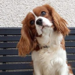 Gofry - Cavalier King Charles Spaniel