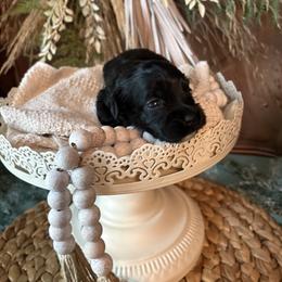 Oreo - Black and white male Cockapoo puppy in Anderson, South Carolina from Cackalacky Companions
