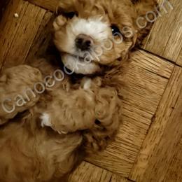 Cockapoo Puppies from Cano Cockapoos