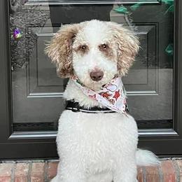 Hemi - Labradoodle