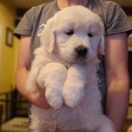 Purple Collar Girl - Light golden female Golden Retriever puppy in Gunnison, Utah from The Golden Virtues