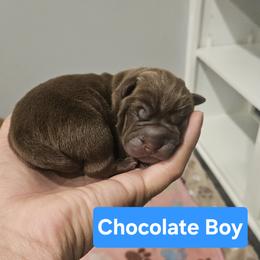 Chocolate Boy 1 - Chocolate dilute male Chinese Shar-Pei puppy in Blossvale, New York from CNY Shar Peis