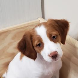 Brittanys from White Mountain Brittany