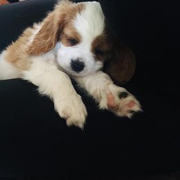 Cavalier King Charles Spaniel Puppies from Blueberry Hill Cavaliers
