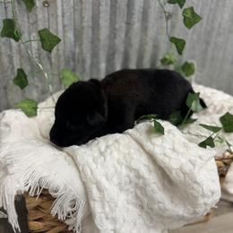 Green Collar - Black sable male Belgian Malinois puppy in Muskegon, Michigan from Red Acres Working Line K9s