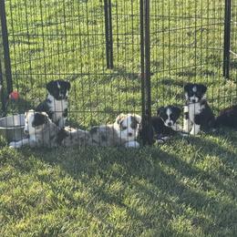 Miniature Australian Shepherd puppies from Grasslands Aussies
